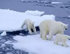 A polar bear rövid leírása