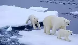 A polar bear rövid leírása